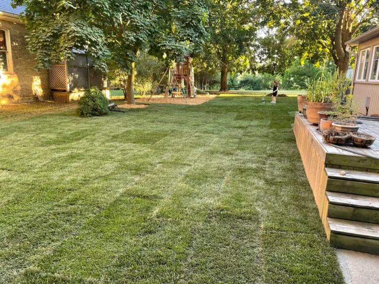 Beautiful fresh sod installation in backyard